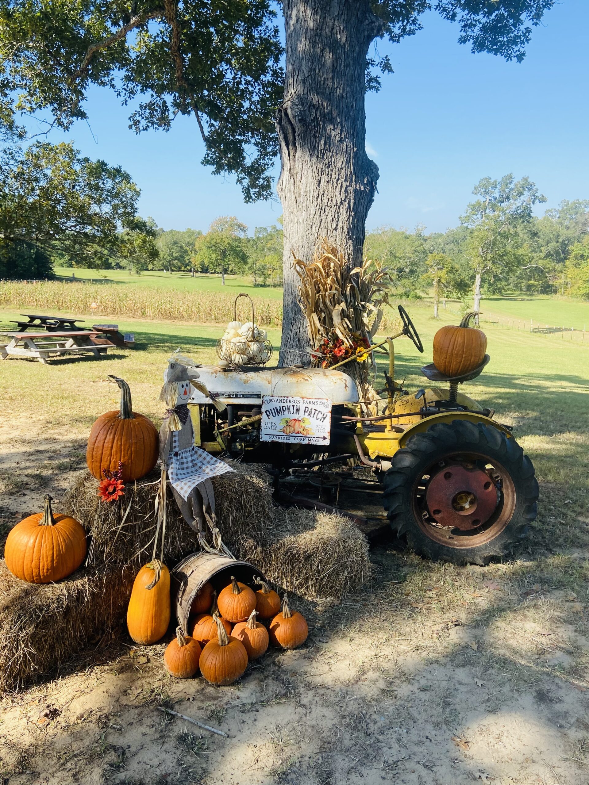 Meet You at the Pumpkin Patch